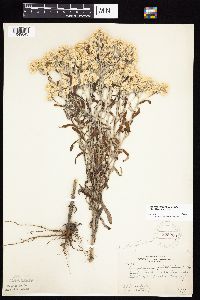 Pseudognaphalium obtusifolium image