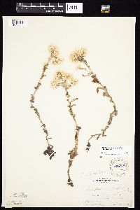 Pseudognaphalium obtusifolium image