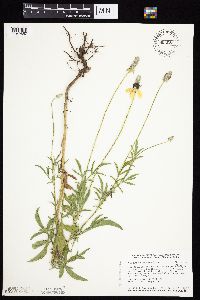 Ratibida columnifera image
