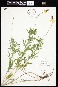 Ratibida columnifera image