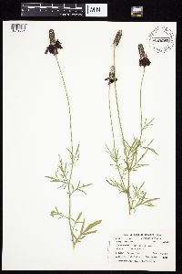 Ratibida columnifera image