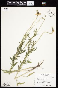 Ratibida columnifera image