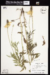 Ratibida columnifera image