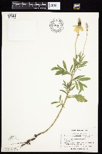 Ratibida columnifera image
