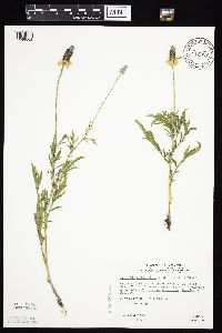 Ratibida columnifera image