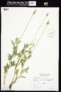 Ratibida columnifera image