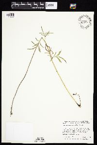 Ratibida columnifera image