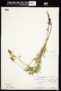 Ratibida columnifera image