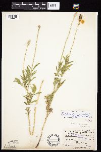Ratibida columnifera image