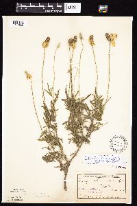 Ratibida columnifera image
