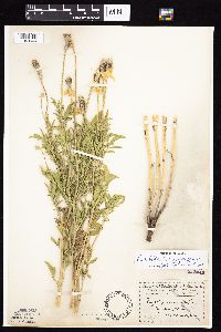 Ratibida columnifera image