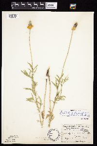 Ratibida columnifera image