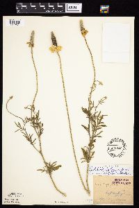 Ratibida columnifera image