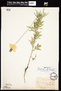 Ratibida columnifera image