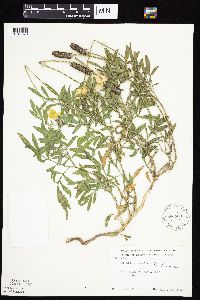 Ratibida columnifera image