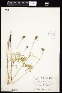 Ratibida columnifera image
