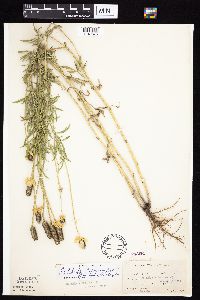 Ratibida columnifera image