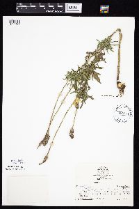 Ratibida columnifera image