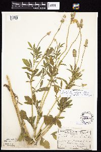 Ratibida columnifera image