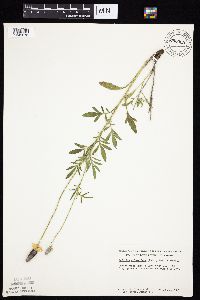 Ratibida columnifera image