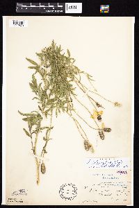 Ratibida columnifera image