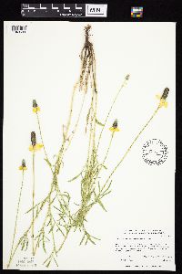 Ratibida columnifera image
