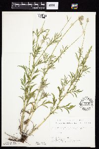 Ratibida columnifera image