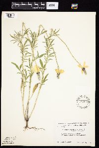 Ratibida columnifera image