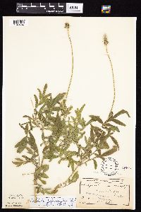Ratibida columnifera image