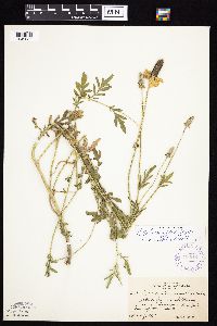 Ratibida columnifera image