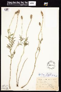 Ratibida columnifera image