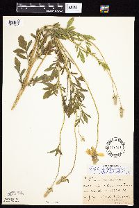 Ratibida columnifera image
