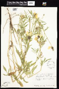 Ratibida columnifera image