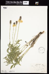 Ratibida columnifera image