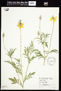 Ratibida columnifera image