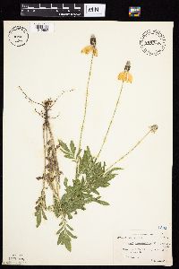 Ratibida columnifera image