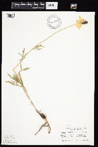 Ratibida columnifera image