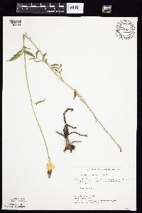 Ratibida columnifera image