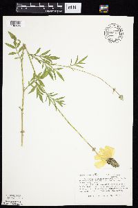 Ratibida columnifera image