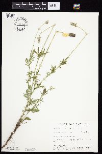 Ratibida columnifera image
