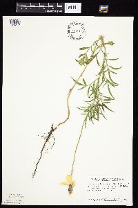 Ratibida columnifera image
