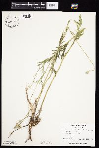 Ratibida columnifera image