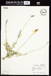 Ratibida columnifera image