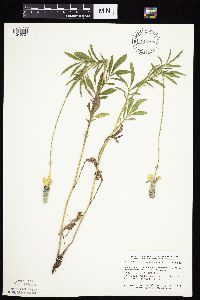 Ratibida columnifera image