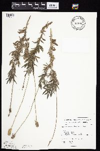 Ratibida columnifera image