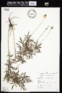 Ratibida columnifera image