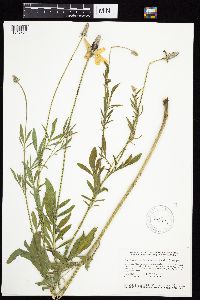Ratibida columnifera image
