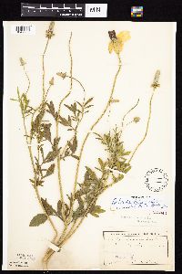 Ratibida columnifera image