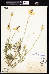 Ratibida columnifera image