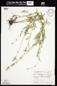 Ratibida columnifera image